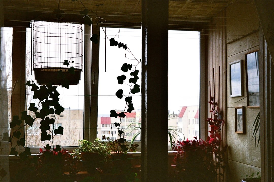 Potted plants adding greenery to a cozy apartment
