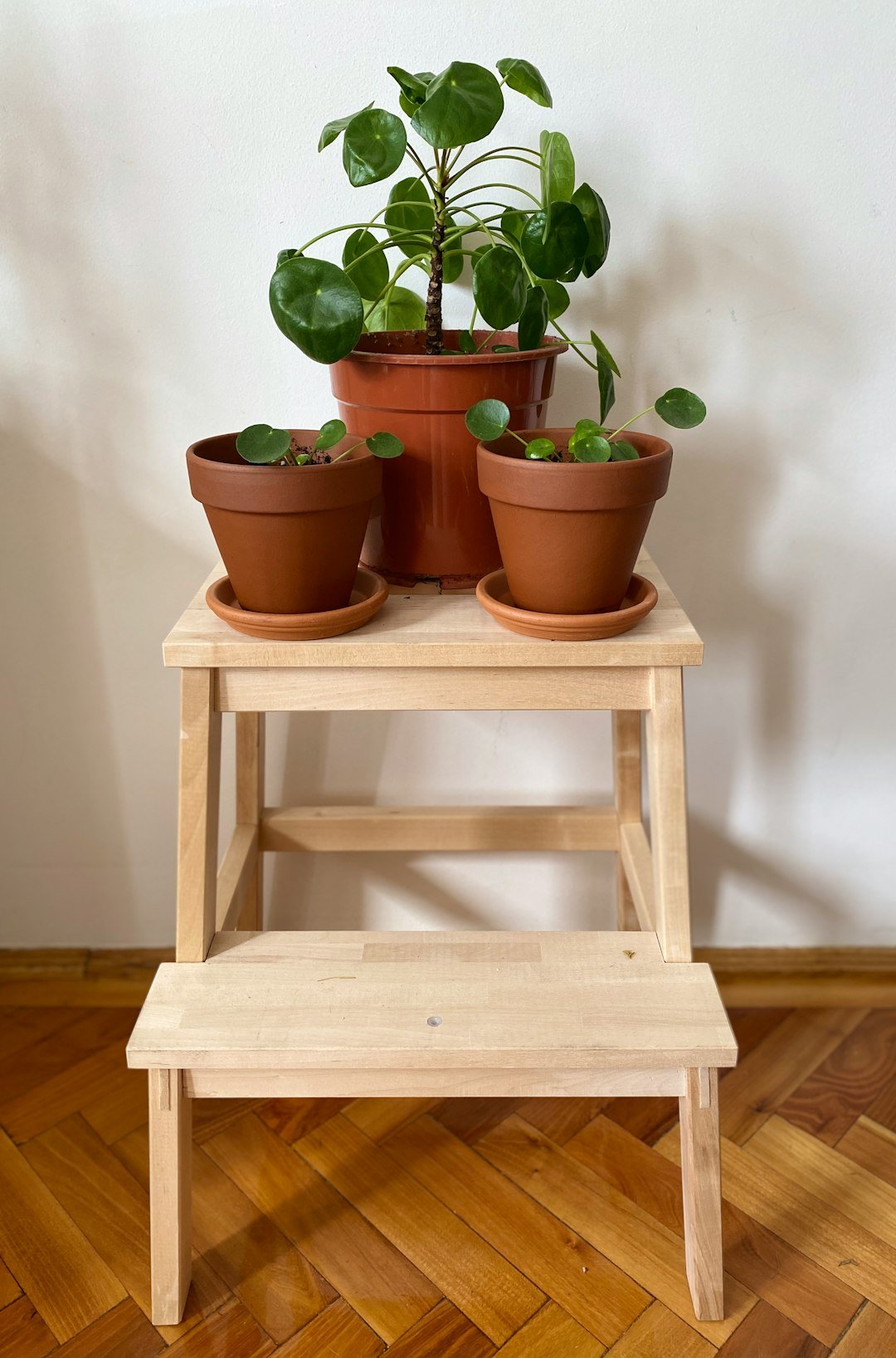 Wooden step stool used as a plant stand