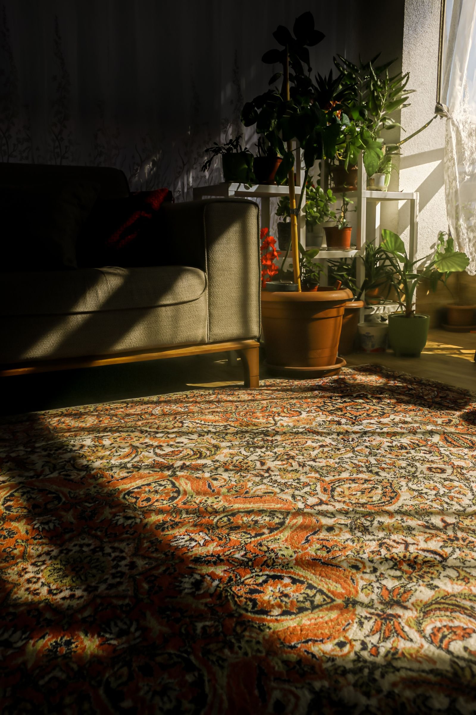 Sunny cozy room with an orange and white patterned rug and lush plants