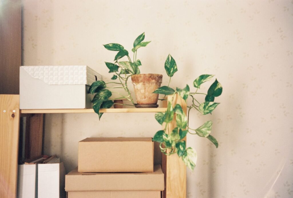 Minimalist wall shelf with storage boxes and a houseplant — small space storage