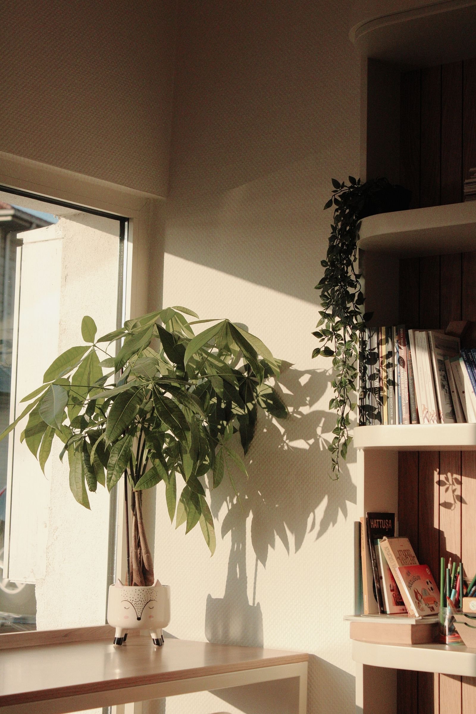 Sunlit corner with houseplant and bookshelves in a cozy room