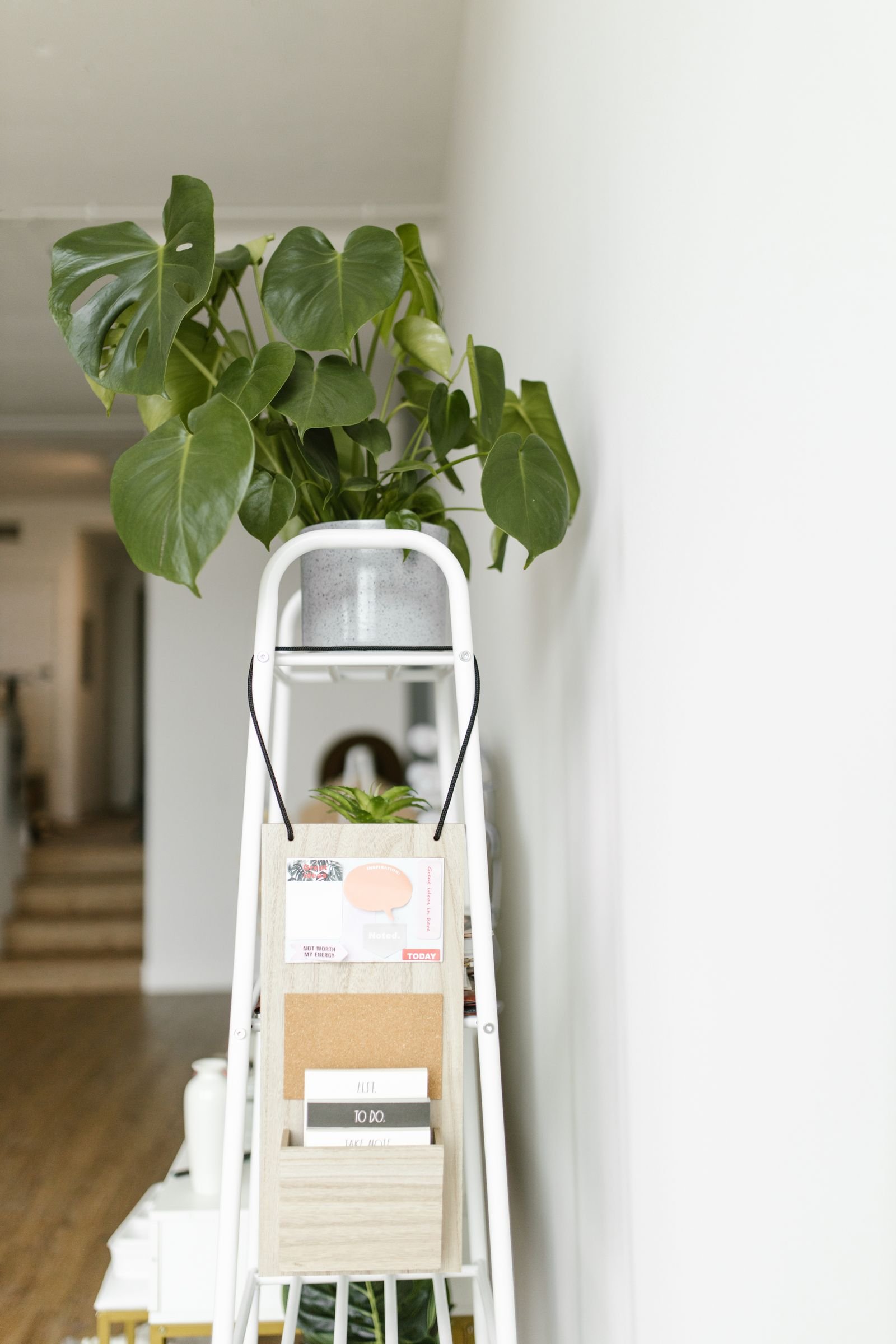 Stylish ladder organizer with a Monstera plant in a well-lit room